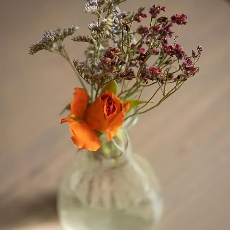 Apartment Rose *