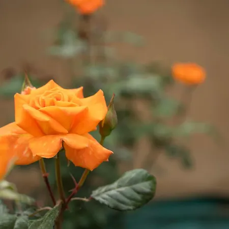 Lejlighed Rose *
