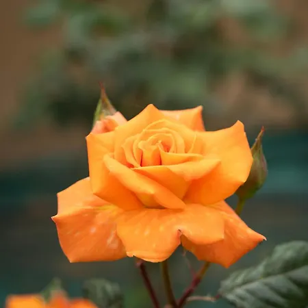 Rose アパート タソス